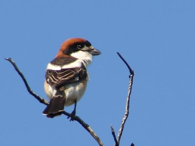 Picanço-barreteiro /|\ Woodchat Shrike (Lanius senator)