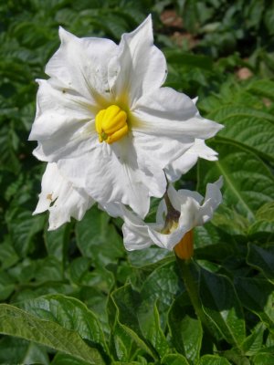 Flor da Batata /|\ Potato plant Flower