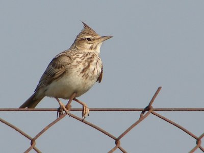 Cotovia-de-poupa // Crested Lark (Galerida cristata)