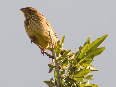 Trigueirão // Corn Bunting (Emberiza calandra)