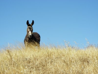 Burro - fêmea (Equus asinus) /|\ a female Donkey