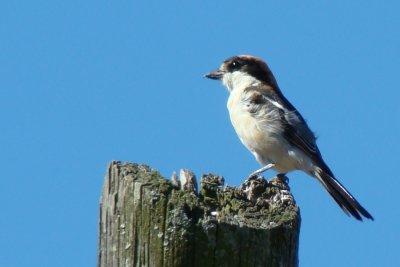 Picano-barreteiro /|\ Woodchat Shrike (Lanius senator)