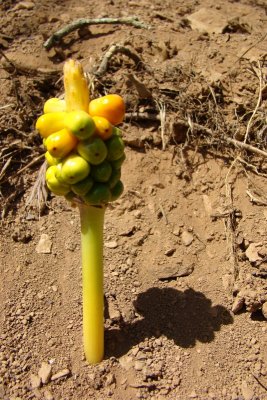 Fruto do Jarro-dos-campos (Arum italicum)  // Italian arum