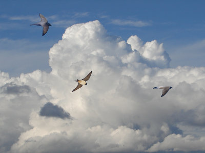 Swallows on a cloudscape