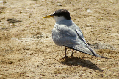 Chilreta ou Andorinha-do-mar-an // Little Tern (Sternula albifrons)