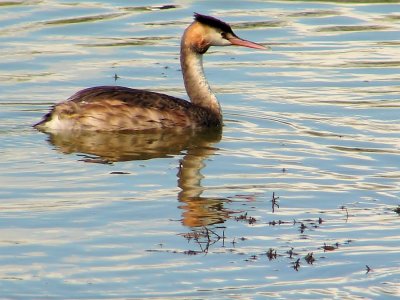 Mergulho-de-poupa // Great-crested Grebe (Podiceps cristatus)