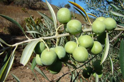 Azeitonas da variedade Maçanilha Algarvia /|\ Olives (Olea europaea)