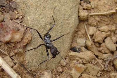 Formiga /|\ Ant (Cataglyphis hispanicus)