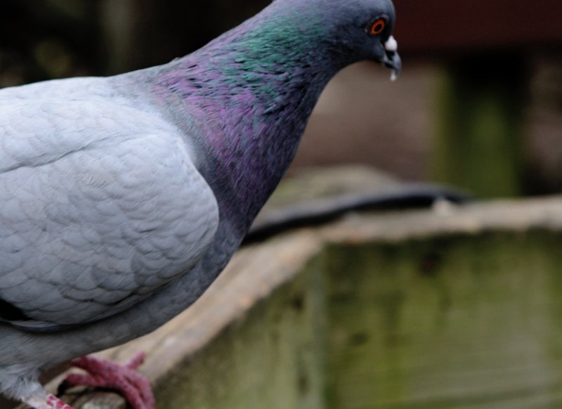 rainbow pigeon