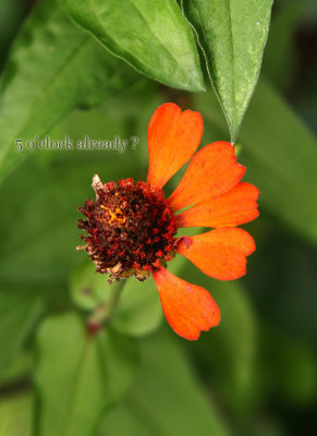 The Color of Zinnia