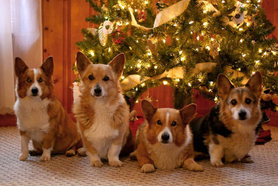 Christmas pups 2006