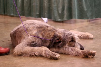 Tired Wolfhound