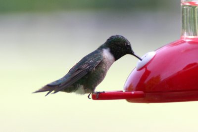 Black Chinned hummer 2007