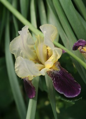 Purple/ gold iris