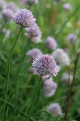 Chives