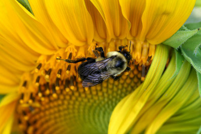 bee sunflower macro