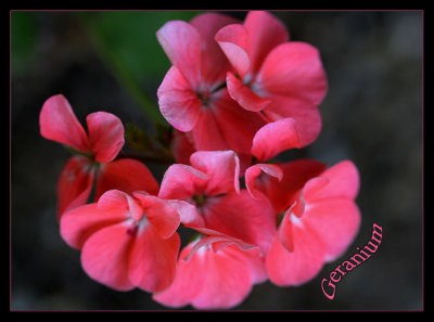 Geranium