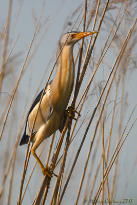 Tarabusino (Ixobrychus minutus) - Little Bittern