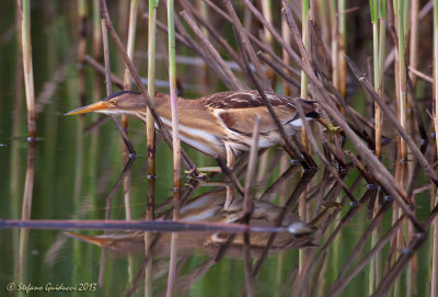 Tarabusino (Ixobrychus minutus) - Little Bittern