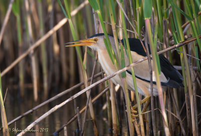 Tarabusino (Ixobrychus minutus) - Little Bittern