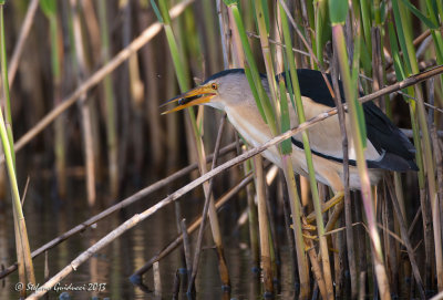 Tarabusino (Ixobrychus minutus) - Little Bittern