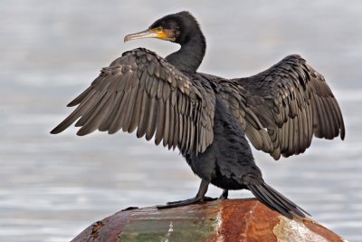 Cormorano         (Great Cormorant)