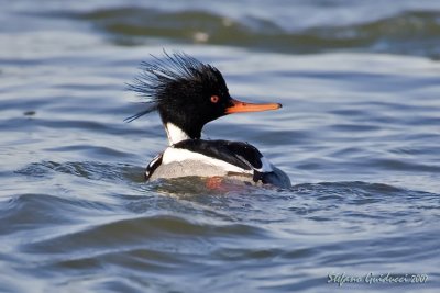 Smergo Minore                                             (Red-breasted Merganser)