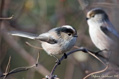 Codibugnolo  (Long-tailed Tit)