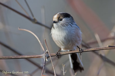 Codibugnolo  (Long-tailed Tit)