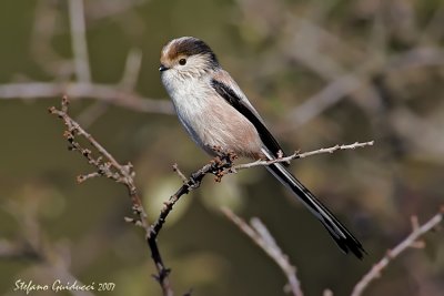 Codibugnolo  (Long-tailed Tit)