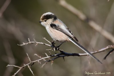 Codibugnolo  (Long-tailed Tit)