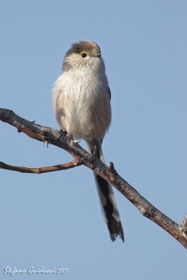 Codibugnolo  (Long-tailed Tit)