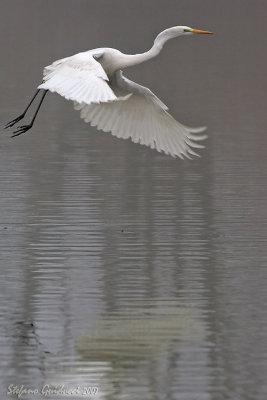 Airone Bianco Maggiore (Great Egret)