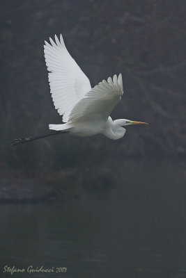 Airone Bianco Maggiore (Great Egret)