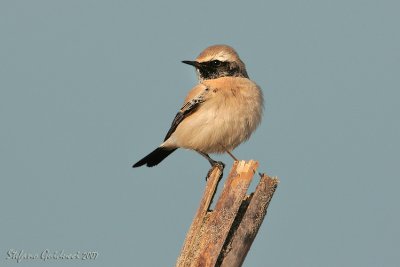 Monachella del deserto	(Desert Wheatear)