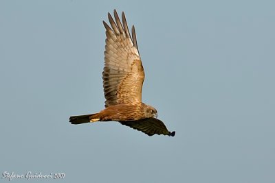 Falco di Palude (Western Marsh Harrier)