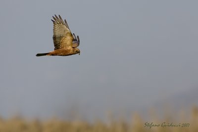 Falco di Palude (Western Marsh Harrier)