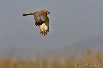 Falco di Palude (Western Marsh Harrier)