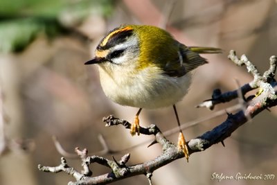 Fiorrancino	(Firecrest)