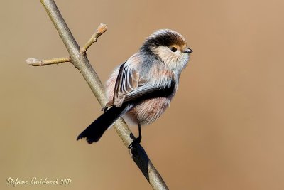 Codibugnolo  (Long-tailed Tit)