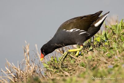 Gallinella d'acqua