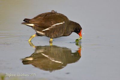 Gallinella d'acqua