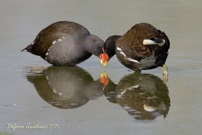 Gallinelle d'acqua