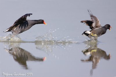 Gallinelle