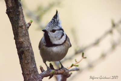 Cincia dal ciuffo	(Crested Tit)