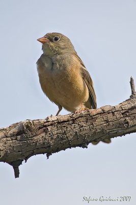 Ortolano