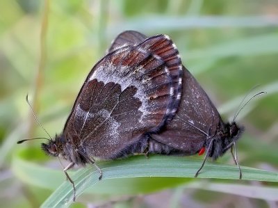 Erebia pronoe in accoppiamento