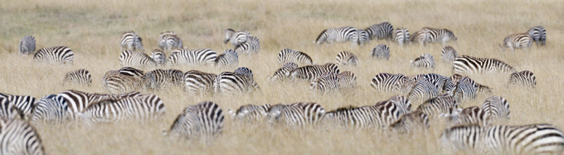 Zebras feeding in tall grass, Masai Mara.