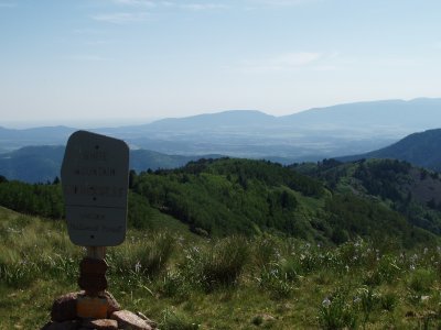 sign and irises.JPG