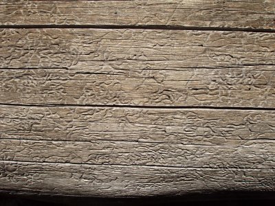 tree etchings 2.JPG